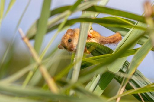 Eine Ausstellung über putzige Pelztiere im Pro Natura Zentrum Champ-Pittet