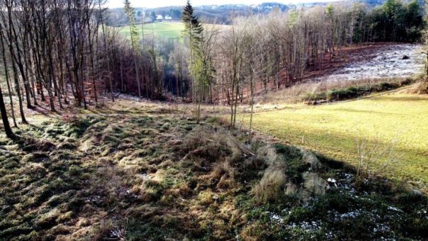 Lingemann forstet Waldstück im Westerwald auf