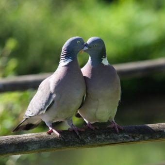 Valentinstag bei den Tieren