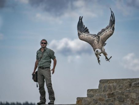 Erste Greifvogel-Shows ab April