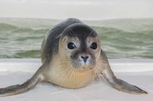 Nordseelauf für Seehunde startet am Internationalen Tag der Robben