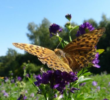 Neue Blühmischung „Wildlife Perennial“ mit 22 Arten