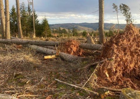 Wald – Sturm – Bilanz