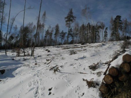 Der Wald von Morgen darf nicht der Wald von Gestern sein