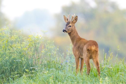 Jagdzeitänderung schafft Alternative bei leergehamsterten Supermarktregalen