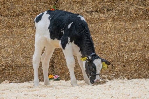 Sensationeller Verkaufserlös von 70.300 € bei TOP-Genetik-Auktion der RinderAllianz