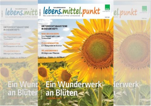 Wenn Sonnenblumen zwischen die Kriegsfronten geraten …