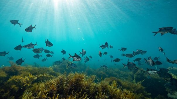 Citizen-Science-Projekt in der kroatischen Adria: Urlauber können jetzt bei der Renaturierung von Seegraswiesen helfen