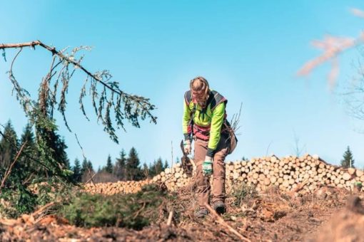 Forstämter im Harz wollen 2,2 Millionen Jungbäume pflanzen