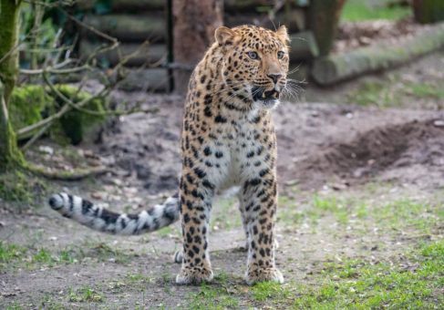 Im Tierpark laufen die Planungen für die Zukunft