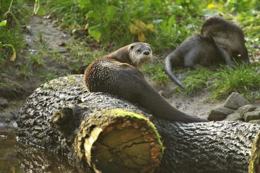 Das Osterferienprogramm 2022 im Wildpark Eekholt!