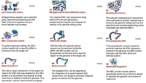 Genom-Editierung in Säugetierzellen mit BRAIN-Metagenome-Cas (BMC), BRAIN-Engineered-Cas (BEC) erfolgreich durchgeführt