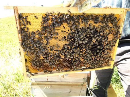 Aggressivere Bienen haben die Rüsselchen vorn