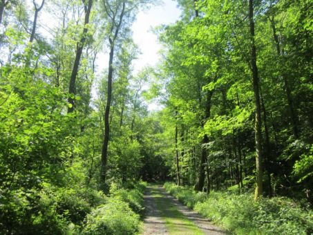 Mit dem Geopark-Ranger unterwegs im Geo-Naturpark: Grüne Auszeit am 10.04.2022