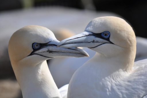 Alle Vögel dürfen wieder auf die Anlage