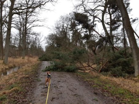 Niedersächsische Landesforsten warnen vor dem Betreten der Wälder
