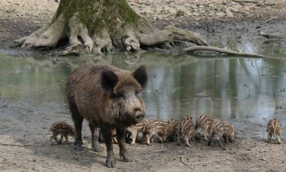 Osterrallye im Wildpark Neuhaus der Niedersächsischen Landesforsten