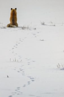 Naturfotografie aus aller Welt und vom Allerfeinsten im Nationalparkzentrum an der Thiemsburg
