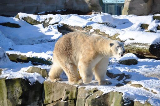 Eisbär Lloyd wechselt in den Zoologischen Stadtgarten Karlsruhe