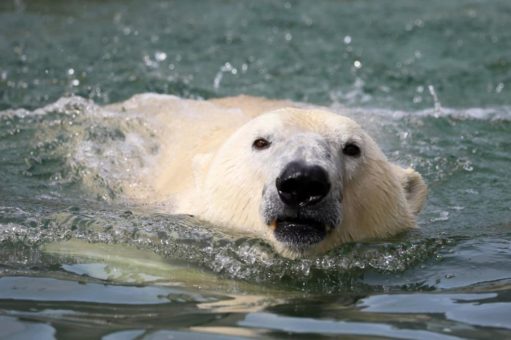 Lloyd ist im Zoo Karlsruhe gut angekommen und fühlt sich sichtlich wohl