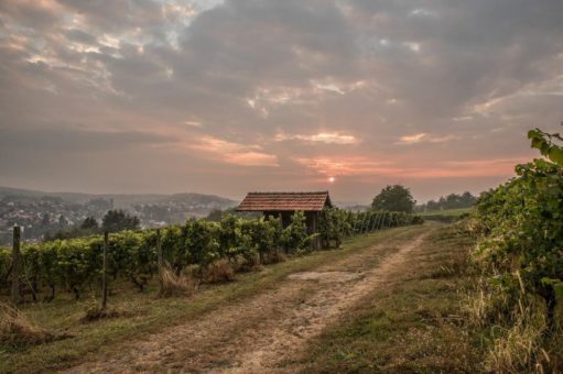 Wein-Wandertag mit Weinguide Roland Schmitt und dem Weingut Klumpp am Sonntag, den 24. April 2022