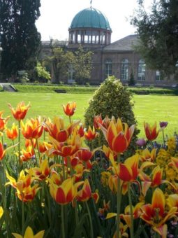 Tulpen, Narzissen, Hyazinthen. Wissenswertes rund um die Frühjahrsblüher