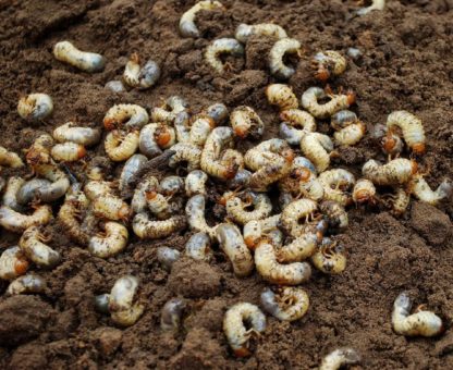 Maikäferflug in Südhessen startet