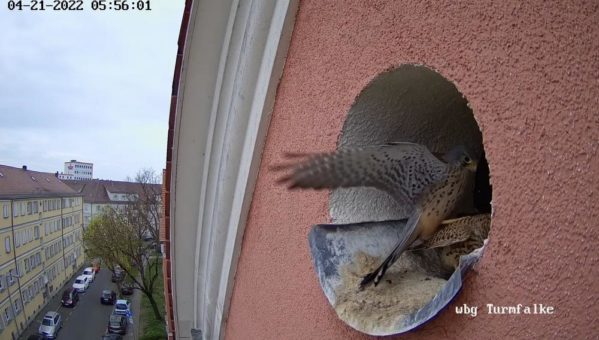 LebensRaum für Turmfalken