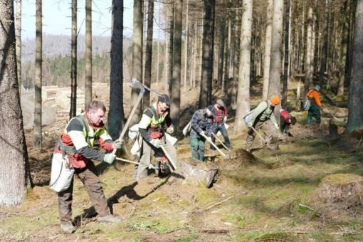 Niedersächsische Landesforsten zum Tag des Baumes – Tausende Setzlinge, Tag für Tag
