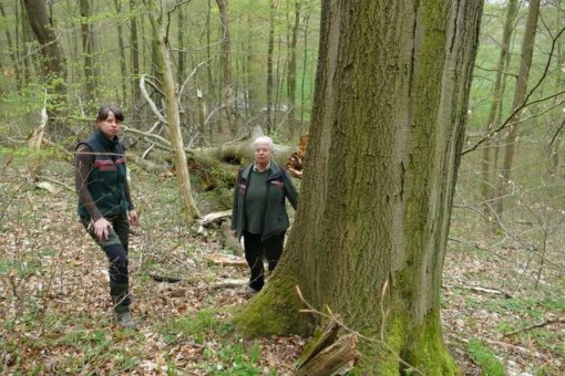 Heimspiel am Tag des Baumes: Rotbuche bei Mündener Forstfrauen in guten Händen