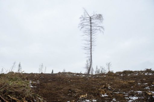 Pflanz-Initiative „100.000 Bäume für Deutschland“ unterstützt unseren Wald und schützt Lebensräume