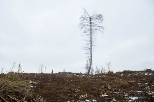 Pflanz-Initiative „100.000 Bäume für Deutschland“ unterstützt unseren Wald und schützt Lebensräume