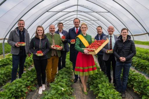 Erste Erdbeeren aus Mittelbaden