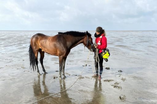 Pferd unternimmt „Wattwanderung“: Seenotretter im Einsatz am Eidersperrwerk