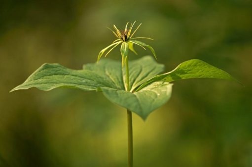 Die Vierblättrige Einbeere ist die 43. Blume des Jahres