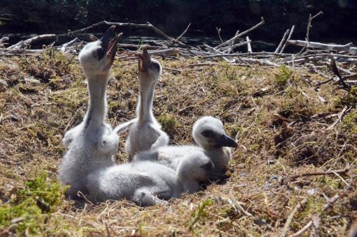 Große Freude im Wildpark Eekholt über kleine „Glücksbringer“