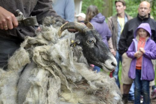Schafe und Schnucken – Scheren und Schutz! Sonntag, 08. Mai 2022, ab 14:00 Uhr