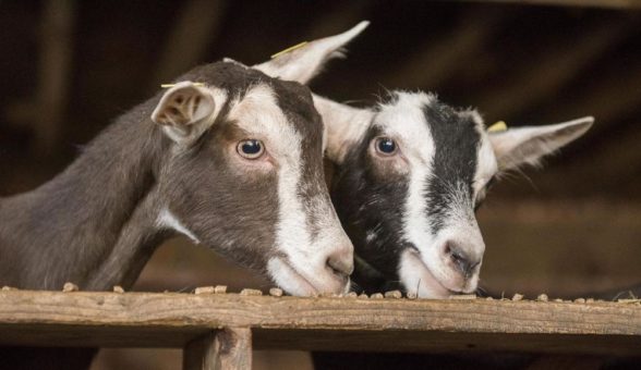 Über Feld und Flur mit Odenwälder Landwirten und den GeoparkRangern: Frühlings-Sonntag auf dem Hof der Familie Trumpfheller am Sonntag, den 15. Mai 2022
