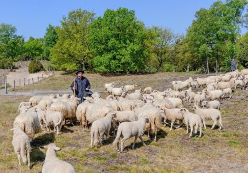 Erfolgreicher Schafauftrieb des Tierpark Nordhorn