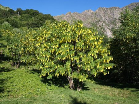 Waldreservate im Tessin – Erholung mit Dschungelfeeling