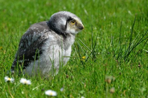 Im Wildpark Eekholt  werden zwei flauschige Sperbereulen aufgezogen!