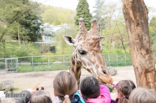 Traumnacht im Neunkircher Zoo