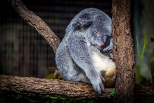 Besser Schlafen – was wir aus der Tierwelt lernen können