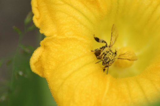 Bienen, Wespen und Co. – Was tun bei einem Insektenstich?