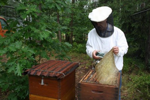 Tag der Bienen: Auch am Airport summen die fleißigen Honigsammlerinnen