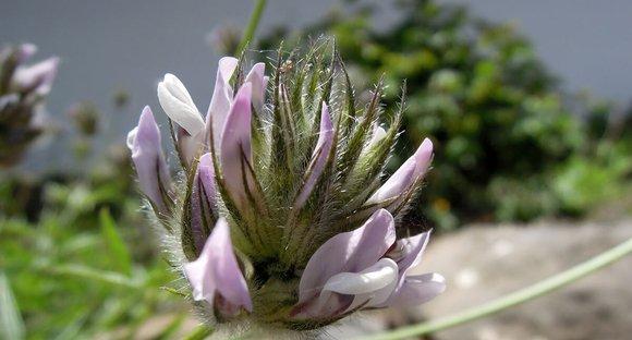 Bakuchiol in der Gesichtspflege – Anti-aging Alternative zu Retinol