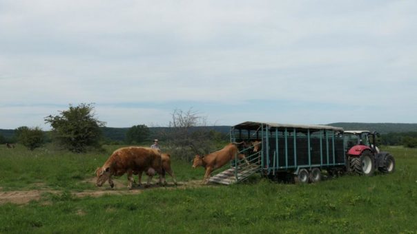 Weideflächen im Nationalpark Hainich