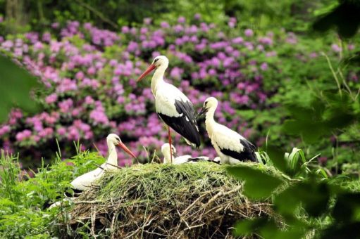 Glücksbringer Weißstorch