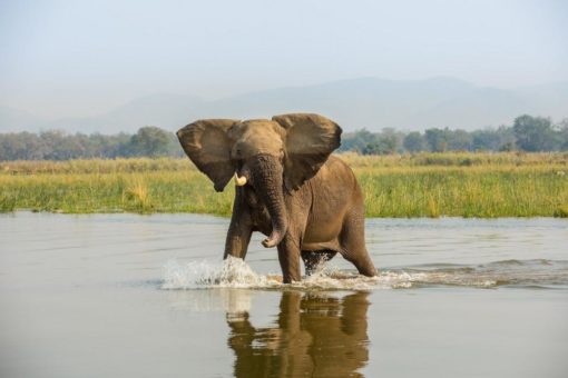 Great Plains Foundation startet Initiative  „Rewild Zambezi“ in Simbabwe