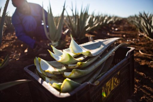 Aloe Vera – gesunder und vielseitiger Rohstoff als nachhaltige Basis erfolgreicher Produkte